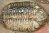 Prone Austerops Trilobite Fossil - Jorf, Morocco #368613-1